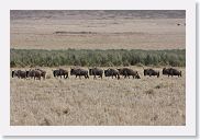 07IntoNgorongoro - 058 * Black Wildebeest.